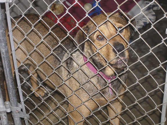 icare dog rescue icare dog rescue