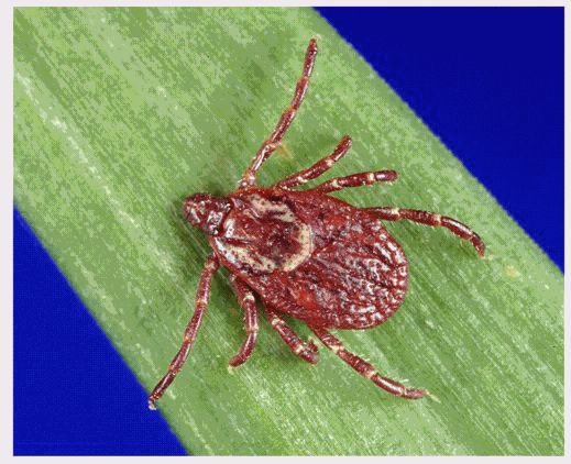 Health Officials Warn Of Tick Borne Illnesses As Summer Months Approach