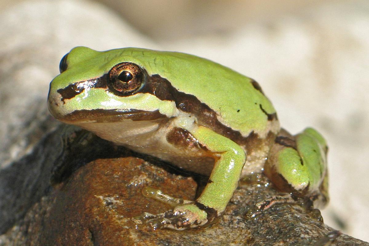 No federal protection for local treefrog population | Local News