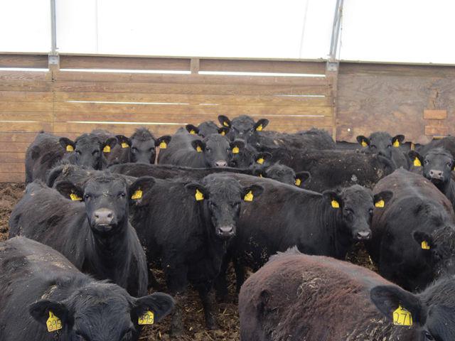 Personals in armstrong ia
