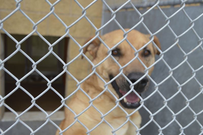 dogs on sale norman shelter reduces price to increase dogs on sale norman shelter reduces price to increase