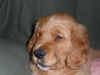 Golden Retriever Puppies, AKC, OFA, CERF, 7 wks.Vet check...