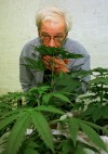 Calif measure shows state's conflicted link to pot 