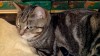 Pets of the week
