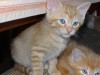 Pets of the week