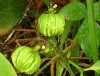 Herbal Healer: What is gambooge?