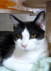 Pets of the week