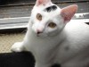 Pets of the week
