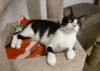 Pets of the week