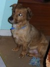 Pets of the week