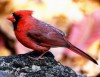 Cater to snowbirds, and they will come