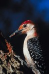 Cater to snowbirds, and they will come