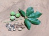 Herbal Healer: What is mongongo?