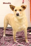 Pets of the week