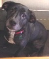 Pets of the week