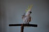 Dancing bird hawks Taco Bell
