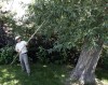 Water, mulch key in preparing trees for winter