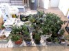 Portage police discover marijuana growing operation