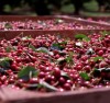 Time is ripe for cherry season and an array of colorful recipes