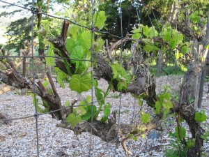 Growing grapes can take time, attention