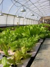 Lake Michigan producers provide exotic and traditional for region's best menus