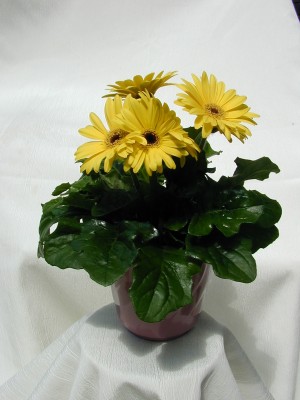 Best Garden/Nursery store