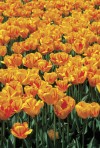 Fall is the time to plant spring