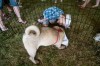 Animals find forever homes at Valparaiso event