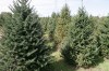 O Tannenbaum!