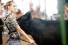 4-H beef show an 'extreme hobby'