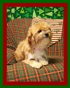 Pets of the week
