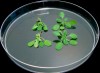 'Smart' plants adapt to survive dry conditions
