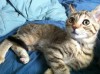 Pets of the week