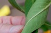 Highland woman raises monarch butterflies to replenish population