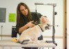 The Dog Grooming Academy of Northwest Indiana