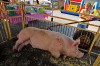 Porkfest