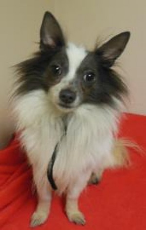 Pet of the week: Larry