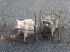 Rare albino raccoon trapped in Valparaiso