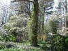 Vine-Covered Trees