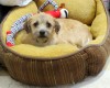 Pet of the week: Oliver