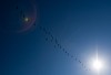 Migrating flock