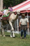 From alpaca to zebu, see it at the fair