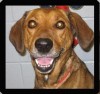 Dog of the week
