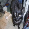 Pets of the week