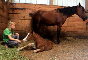 Rescued horse delivers healthy filly