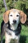Pets of the week