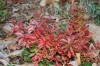 Hedge fun: Purdue CD lists more than 100 of Indiana's native shrubs
