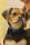 Pets of the week