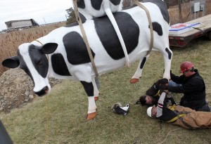 Cow campaign reaches Hobart