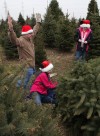 Cut your own Christmas Tree